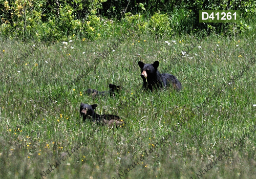 American Black Bear (Ursus americanus)